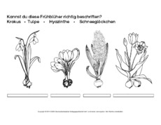 1-AB-Frühblüher-beschriften-1-sw.pdf